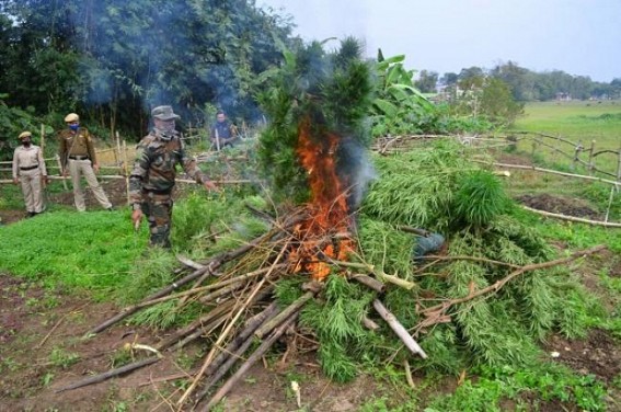 Police destroyed Ganja Plantation at AMC Ward No-4 Police destroyed Ganja Plantation at AMC Ward No-4